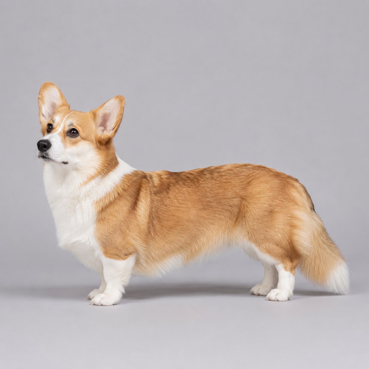 Вельш-коргі Кардиган - Соболиний (sable)