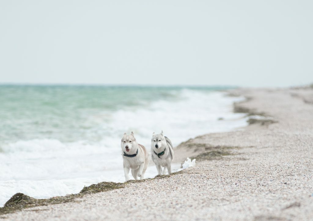 Хаскі втікають. Що робити?