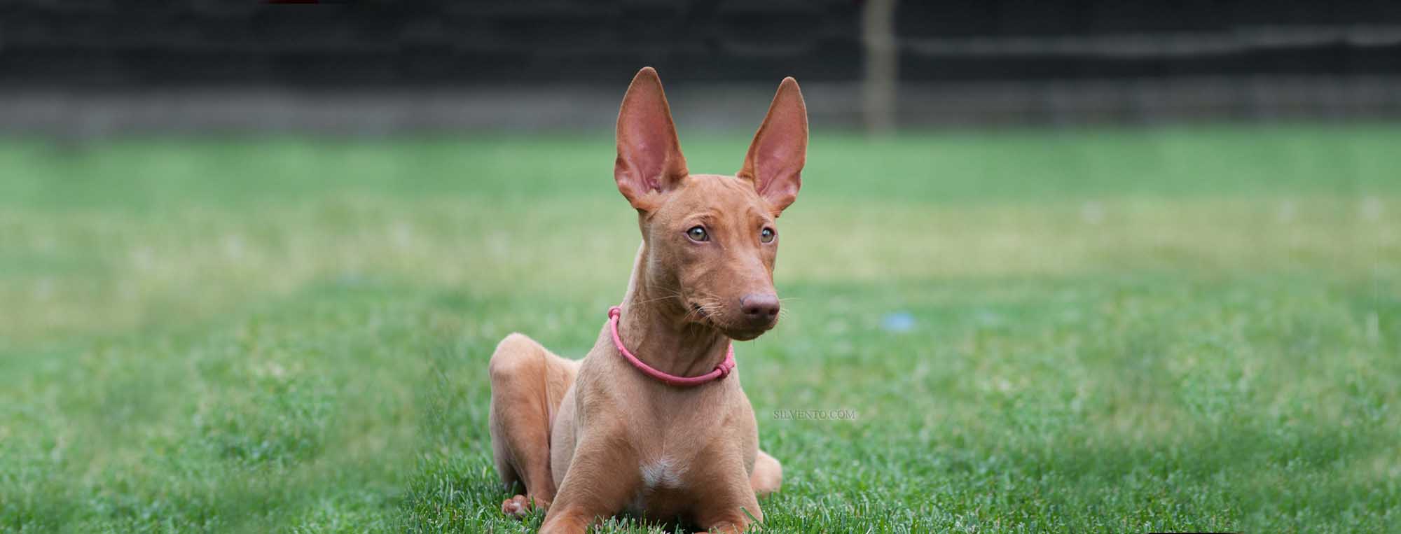 Silvento puppies