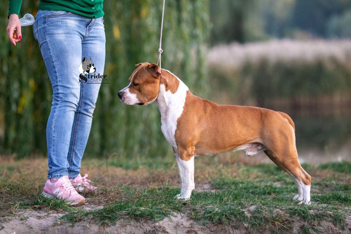 Ibero Spartacus — World Dog Show
